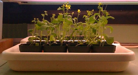 the plants